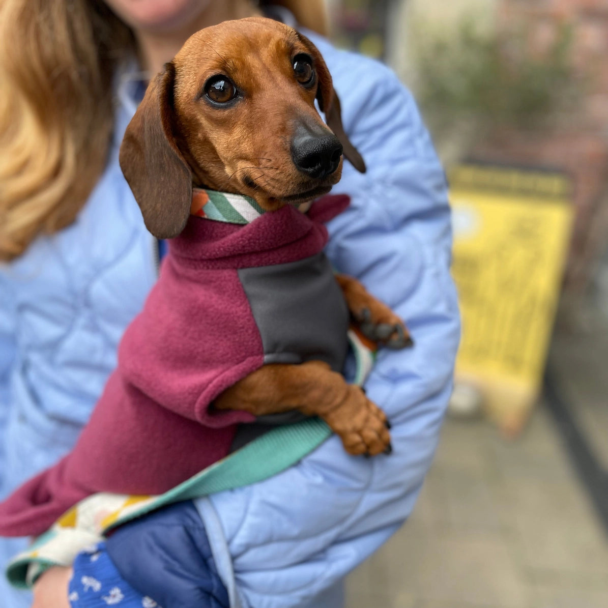 PRE ORDER Teckel fleece trui met waterproof buikpaneel - Doghouse