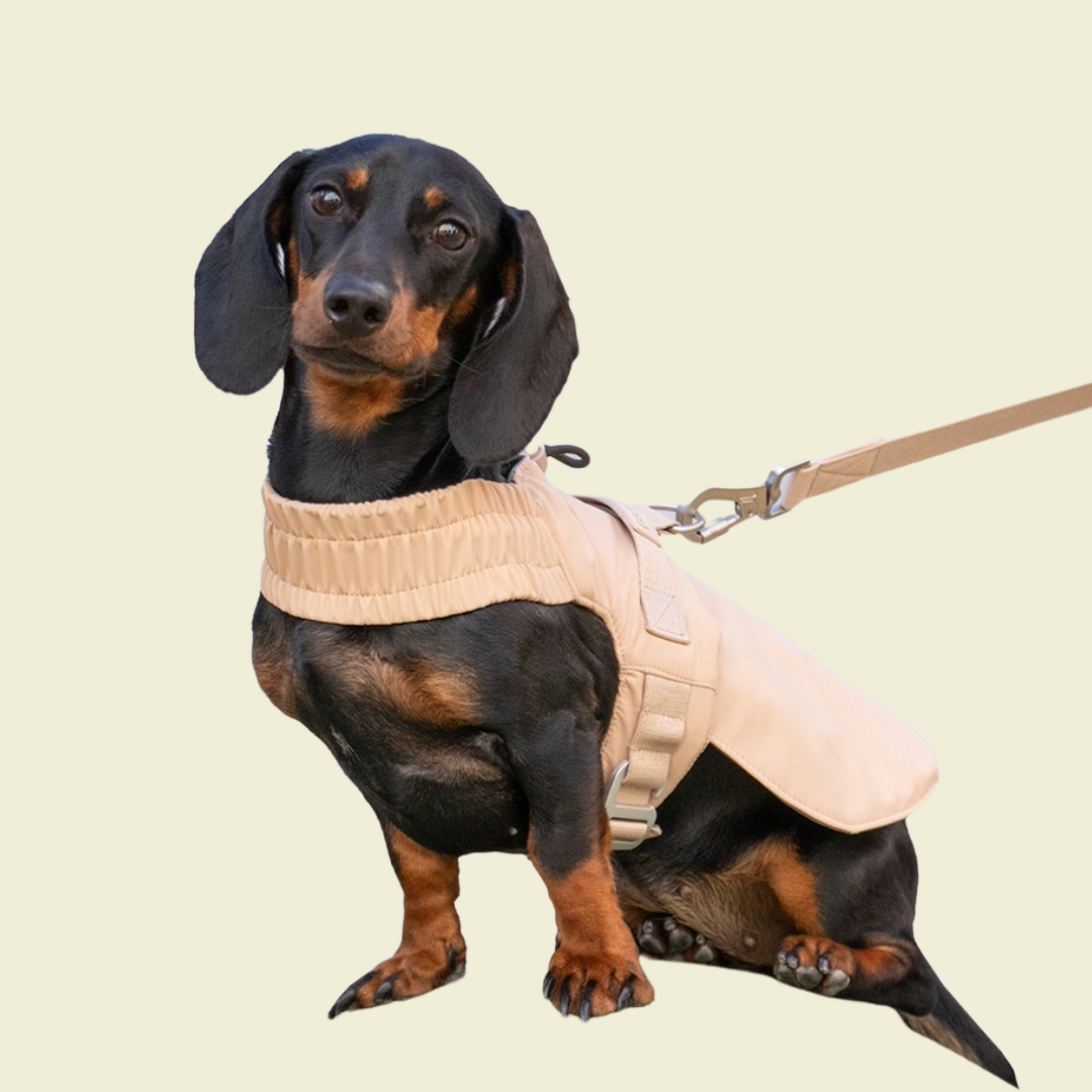 Harnas Voor Kleine Honden Dat Verandert In Een Jas - Qisu