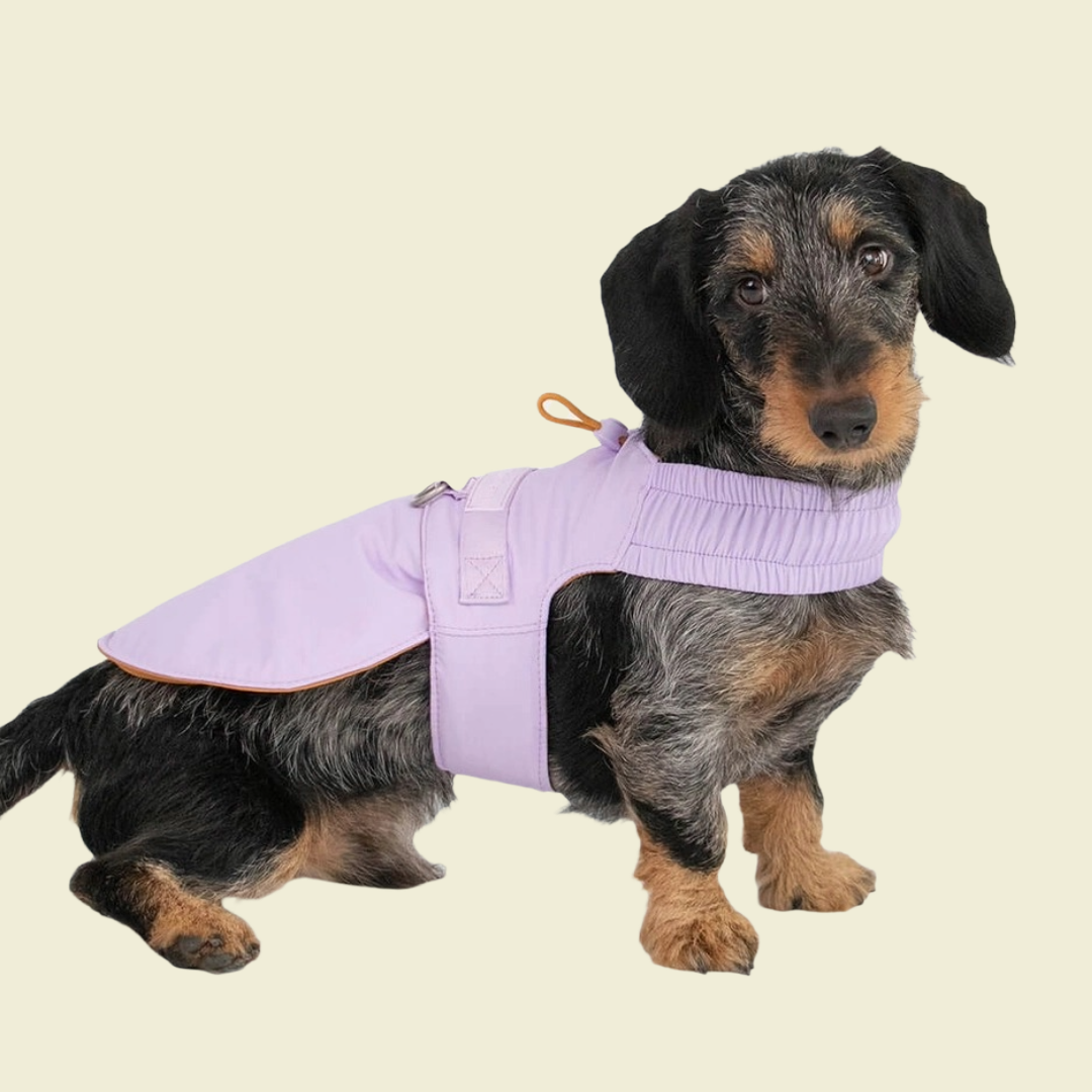 Harnas Voor Kleine Honden Dat Verandert In Een Jas - Qisu