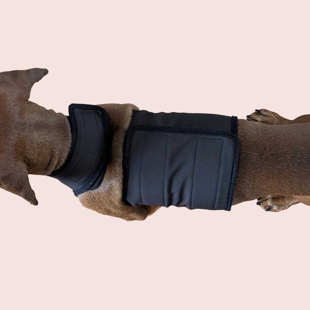 Teckel Softshell Chestie - Dachshund Couture