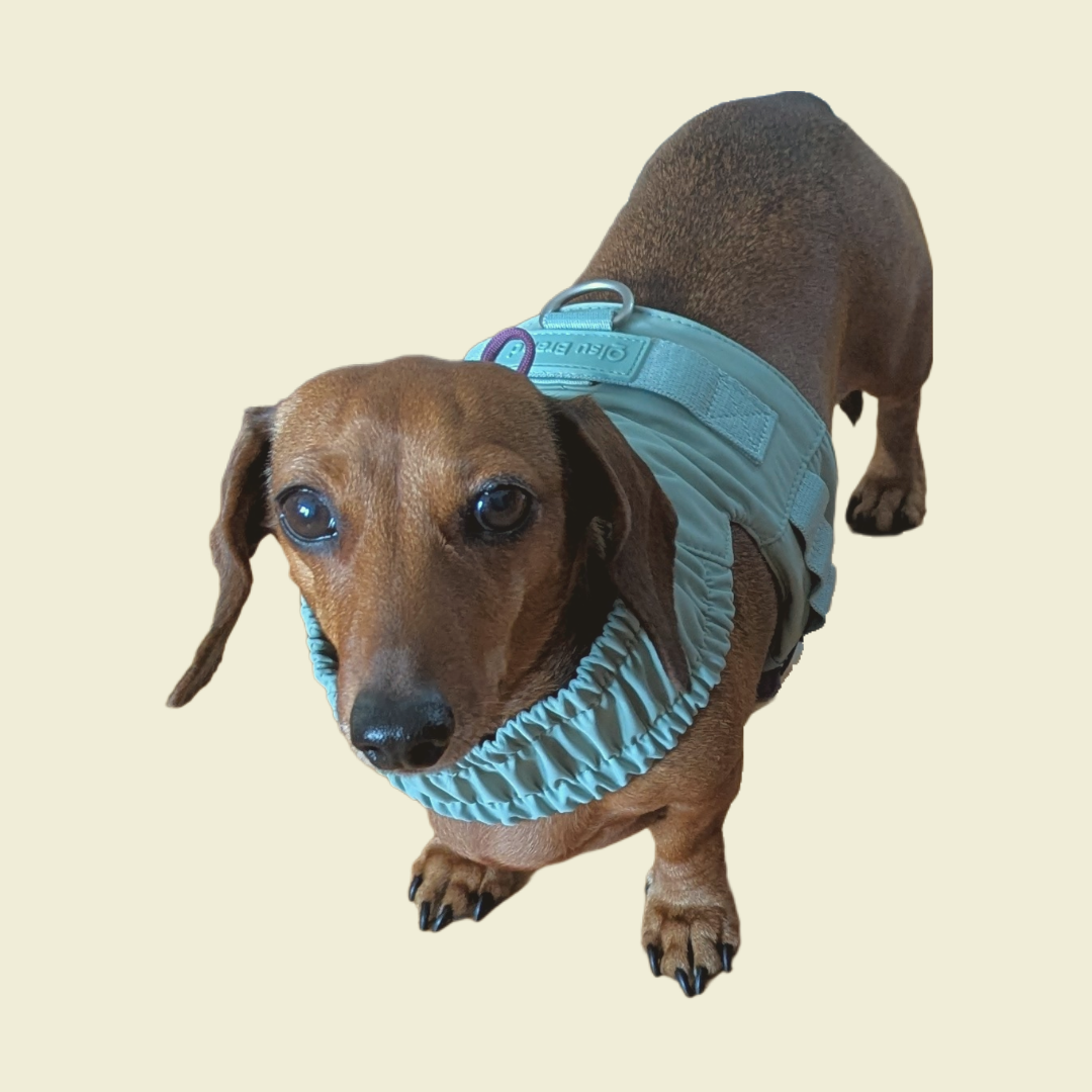 Harnas Voor Kleine Honden Dat Verandert In Een Jas - Qisu