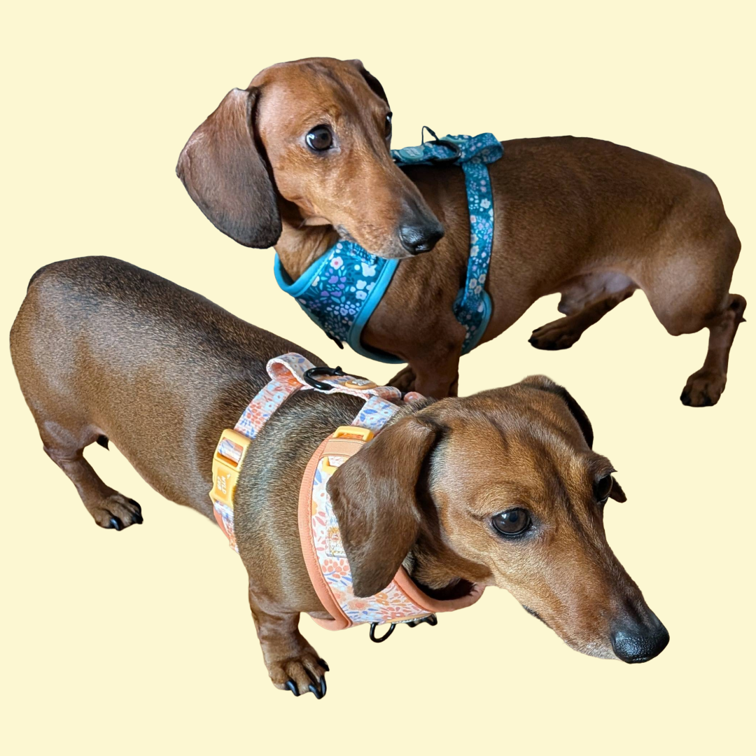 Harnas Notting Hill Buttercup - Wyld Cub