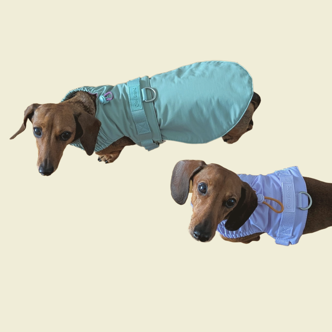Harnas Voor Kleine Honden Dat Verandert In Een Jas - Qisu