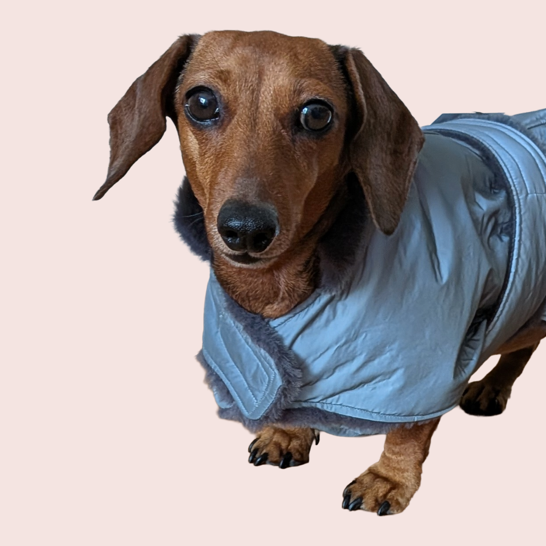 Tecky Jacket Reflective WINTER - Fifi's Dog Fashion