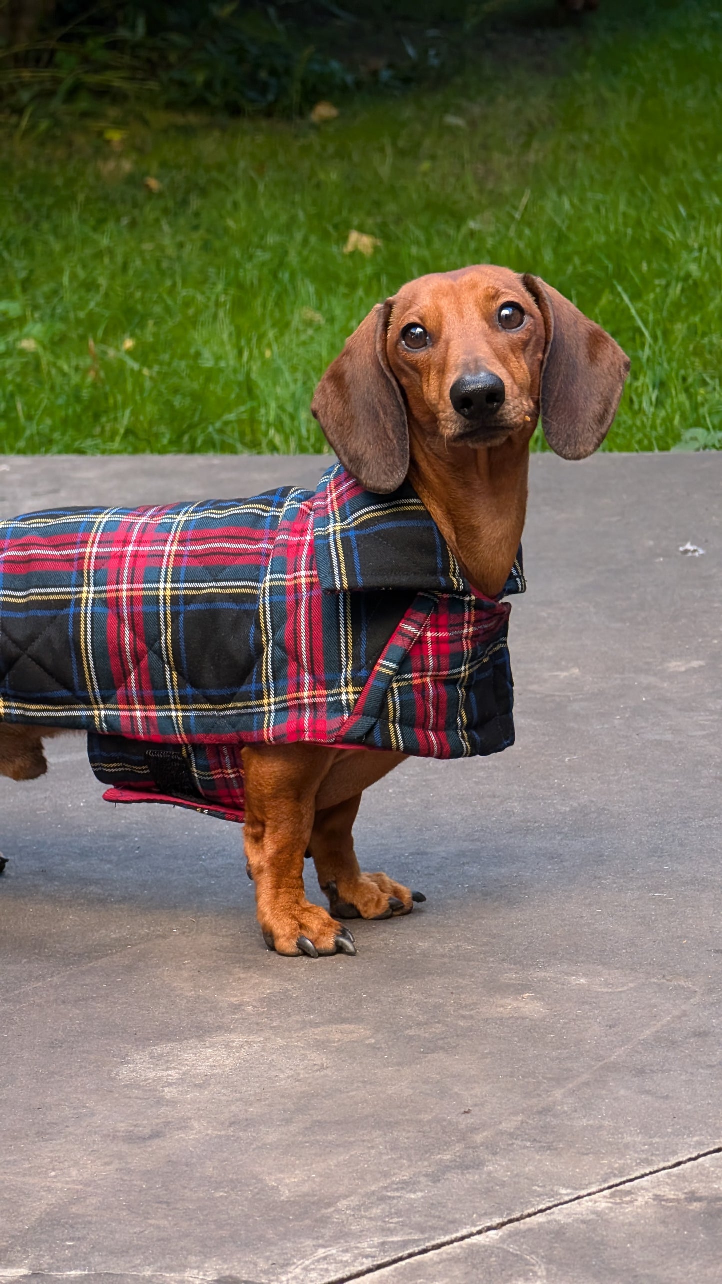 Tartan winter jas