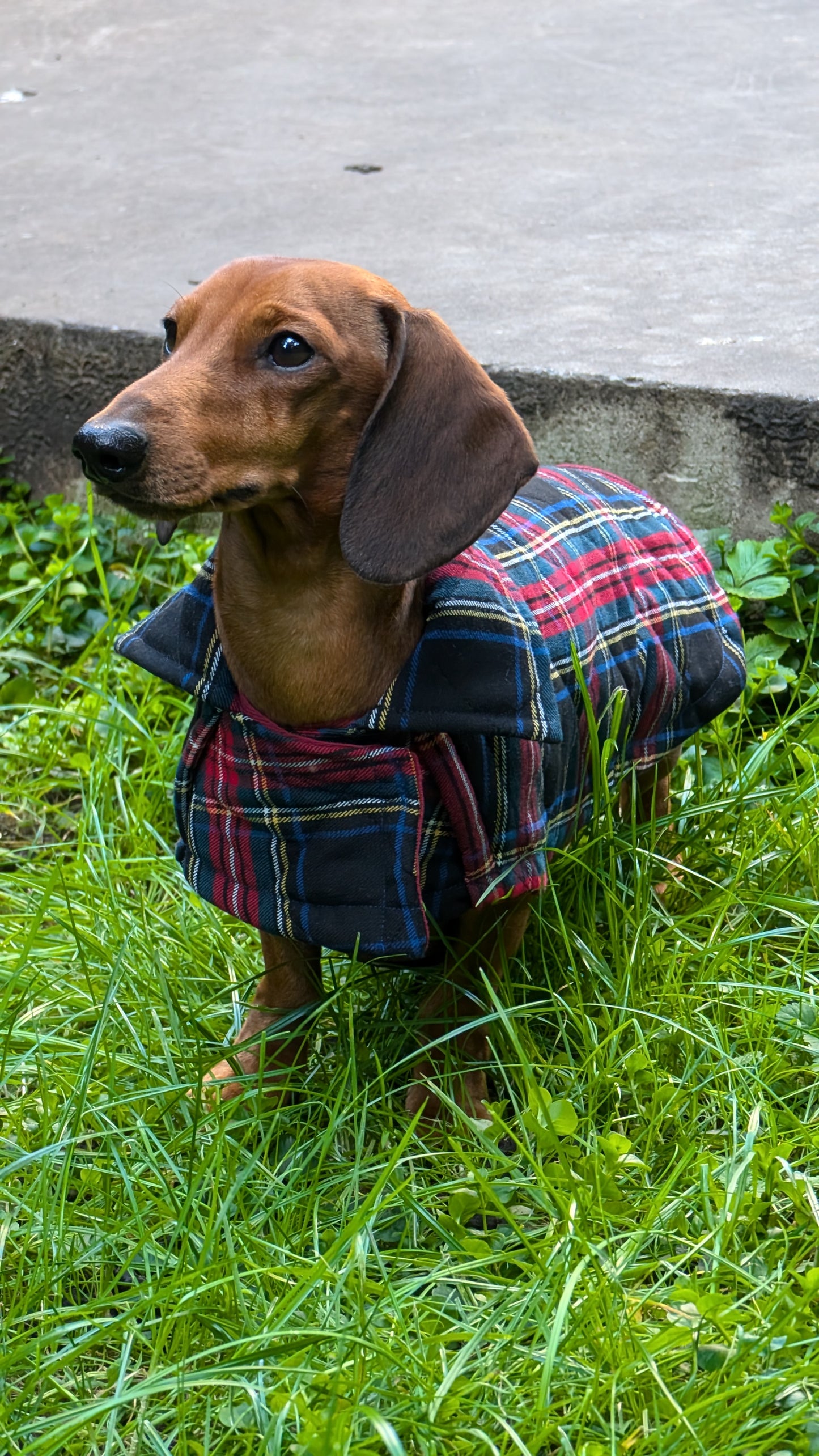 Tartan winter jas