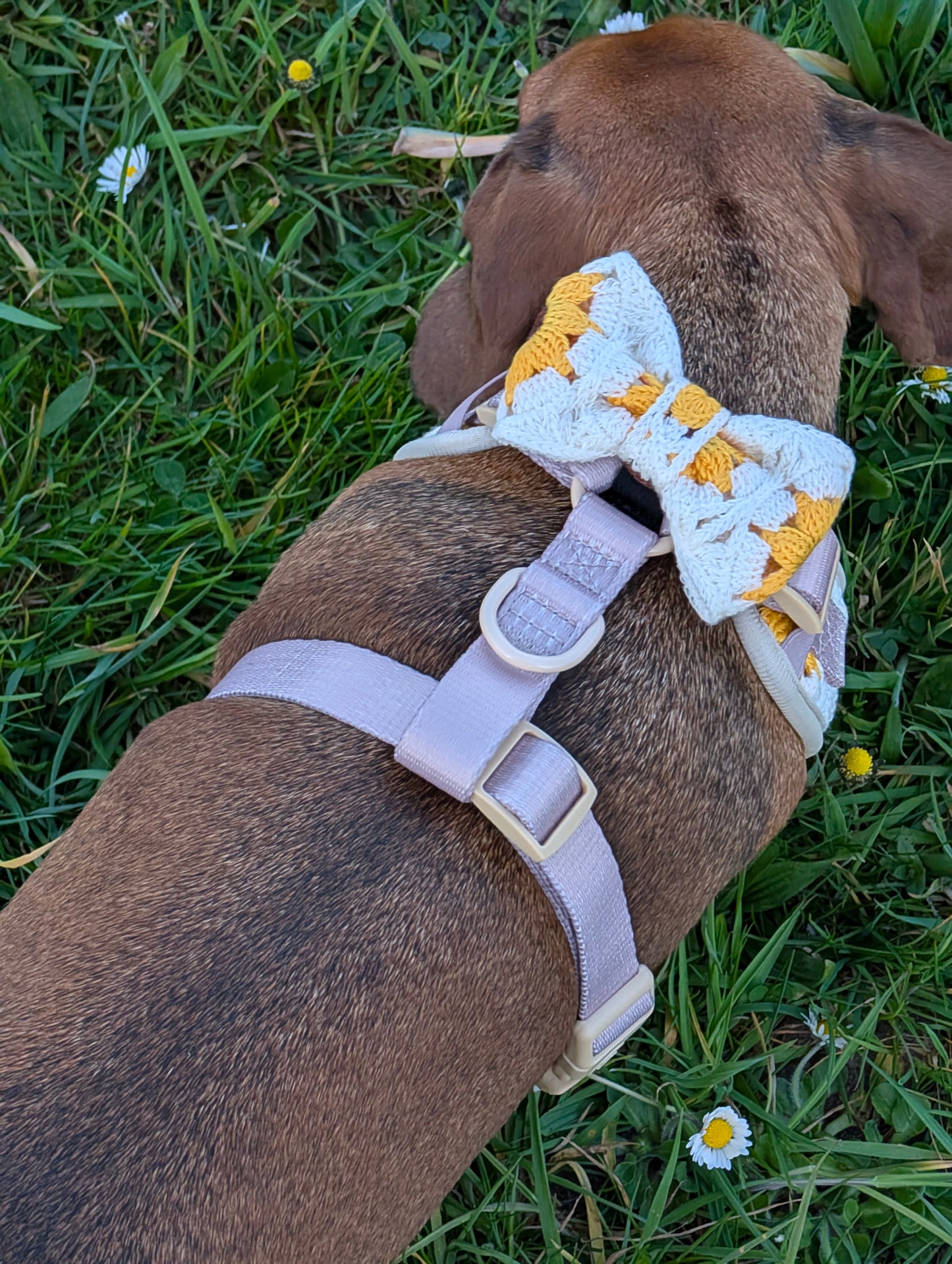 Sunflower Patch Strik - Cocopup London