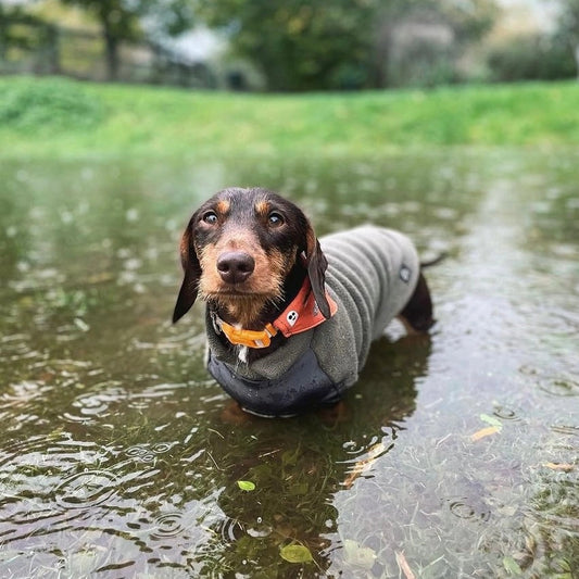 PRE ORDER Teckel fleece trui met waterproof buikpaneel - Doghouse