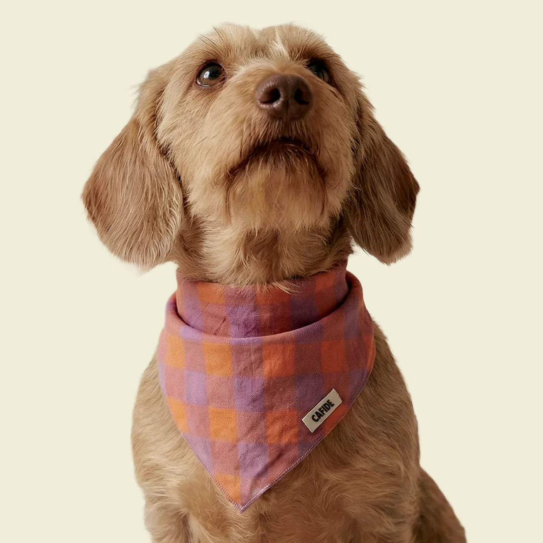 Bandana - Cafide