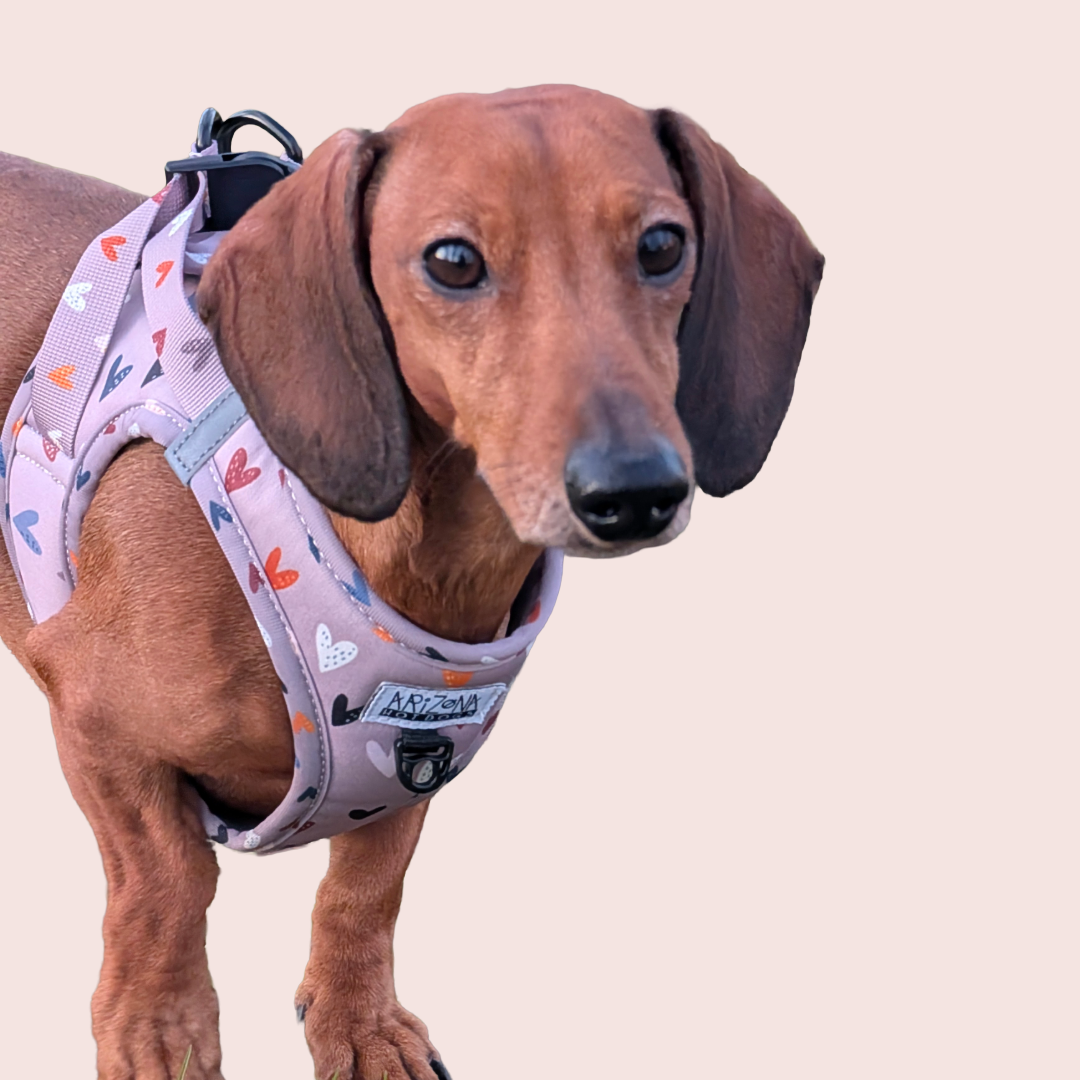 Sweet Love Harnas - Arizona Hotdogs