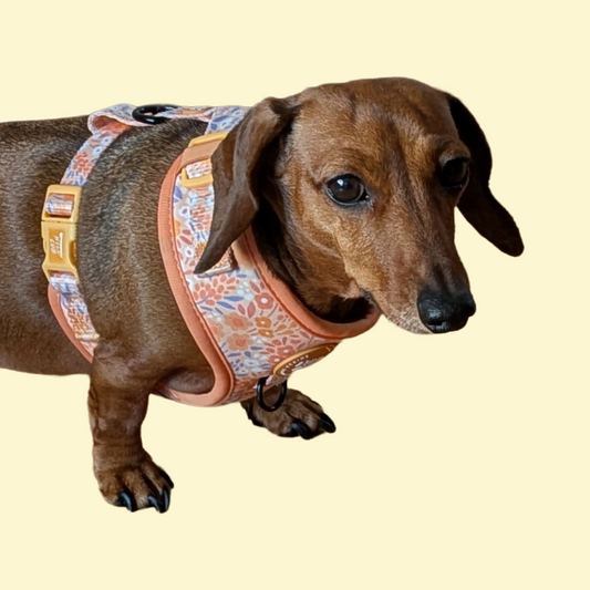 Harnas Notting Hill Buttercup - Wyld Cub