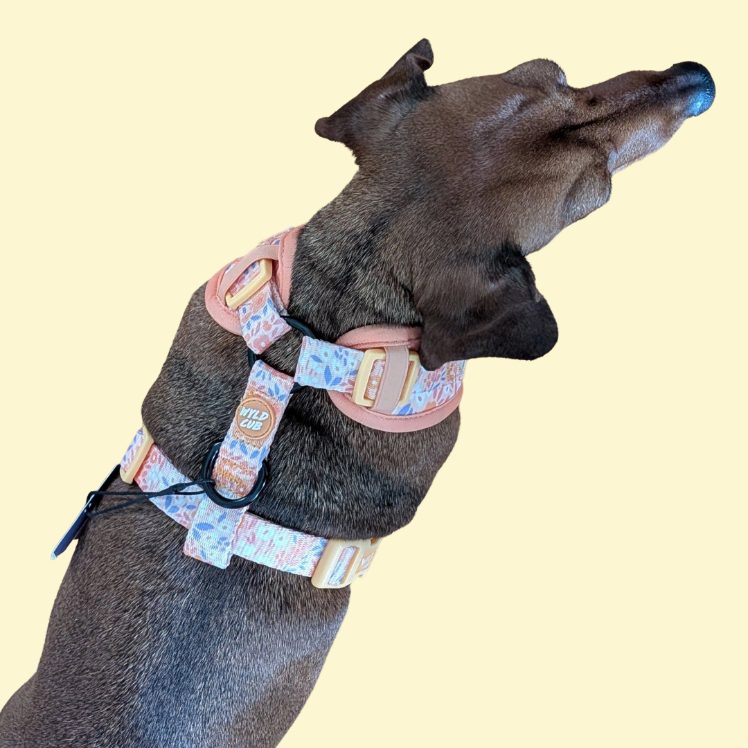 Harnas Notting Hill Buttercup - Wyld Cub