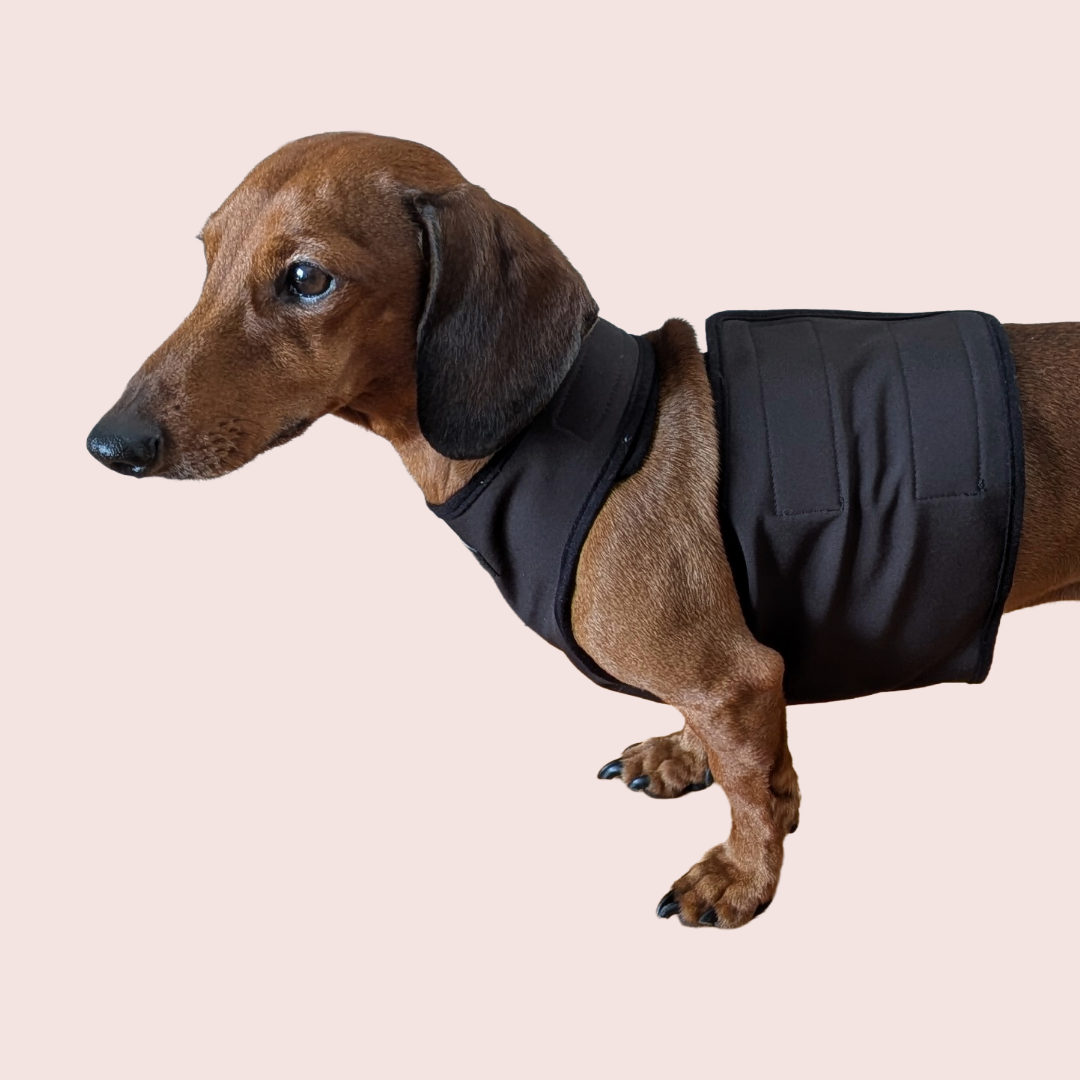 Teckel Softshell Chestie - Dachshund Couture