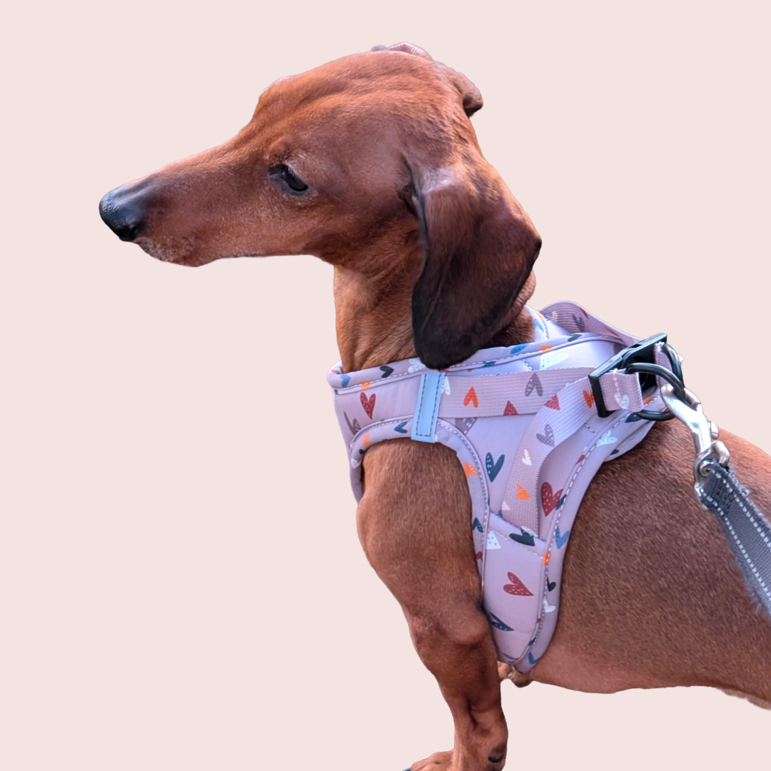 Sweet Love Harnas - Arizona Hotdogs