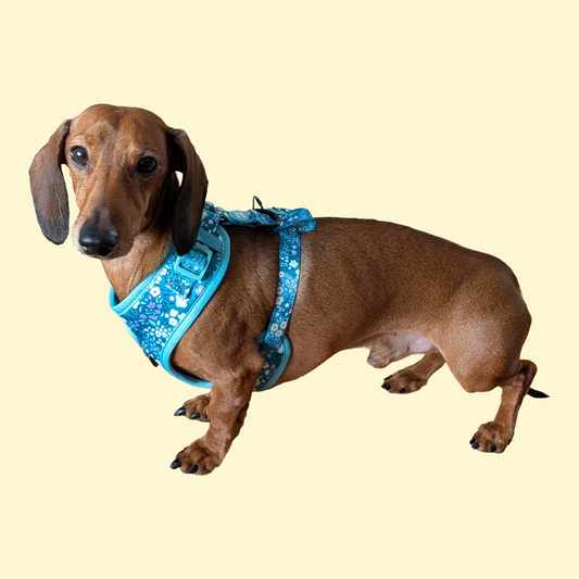 Harnas Notting Hill Mint - Wyld Cub