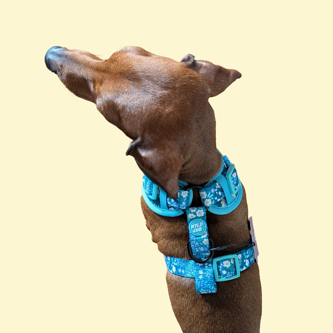 Harnas Notting Hill Mint - Wyld Cub