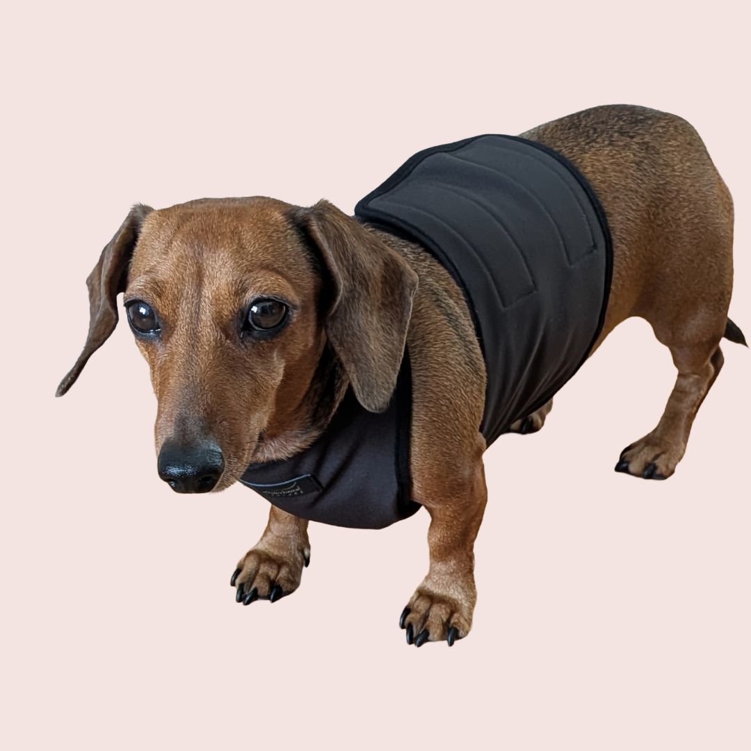 Teckel Softshell Chestie - Dachshund Couture