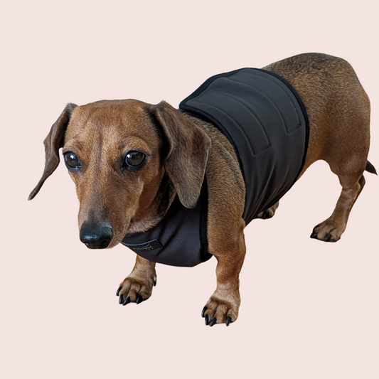 Teckel Softshell Chestie - Dachshund Couture