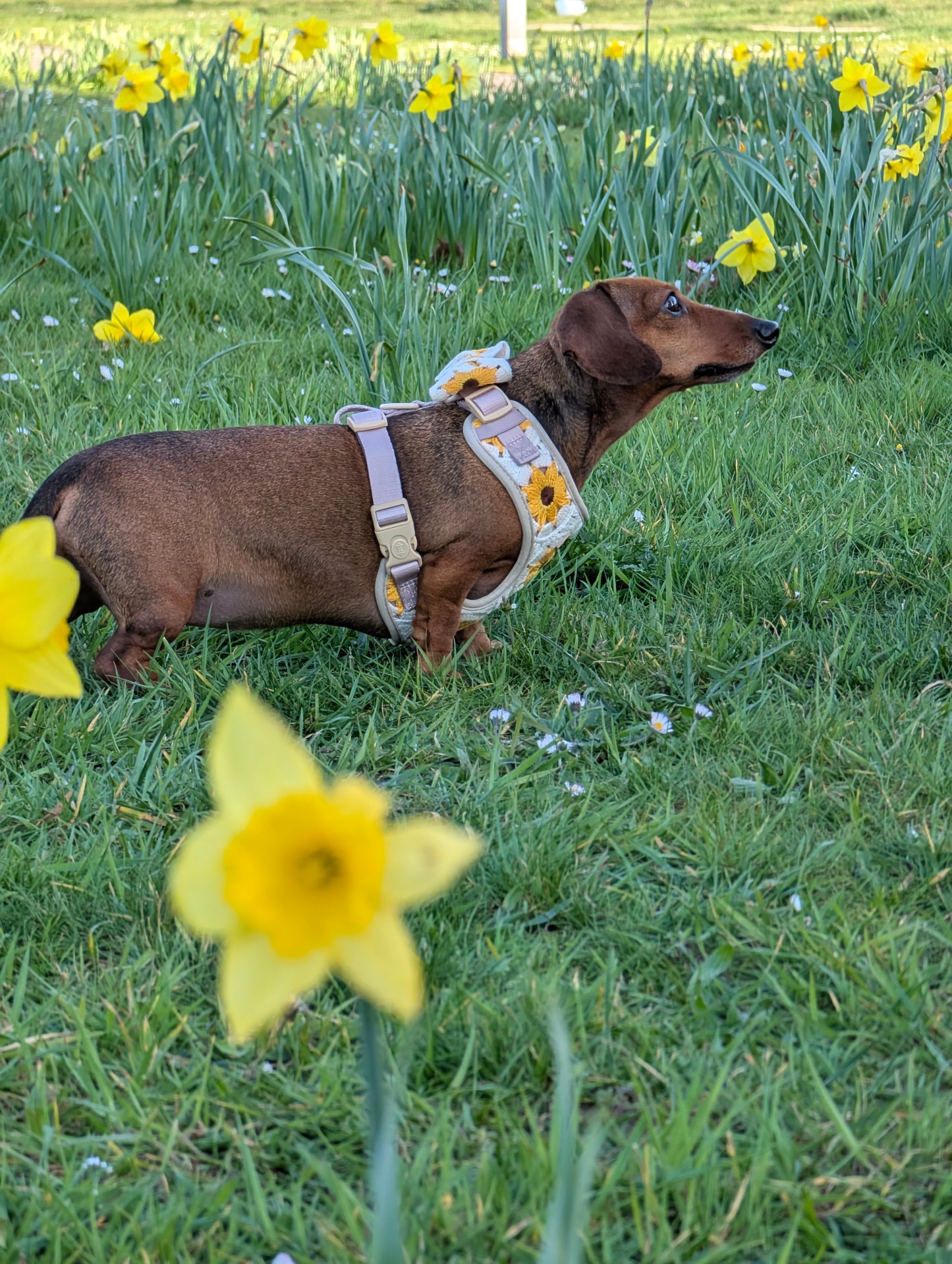 Sunflower Patch Harnas - Cocopup London