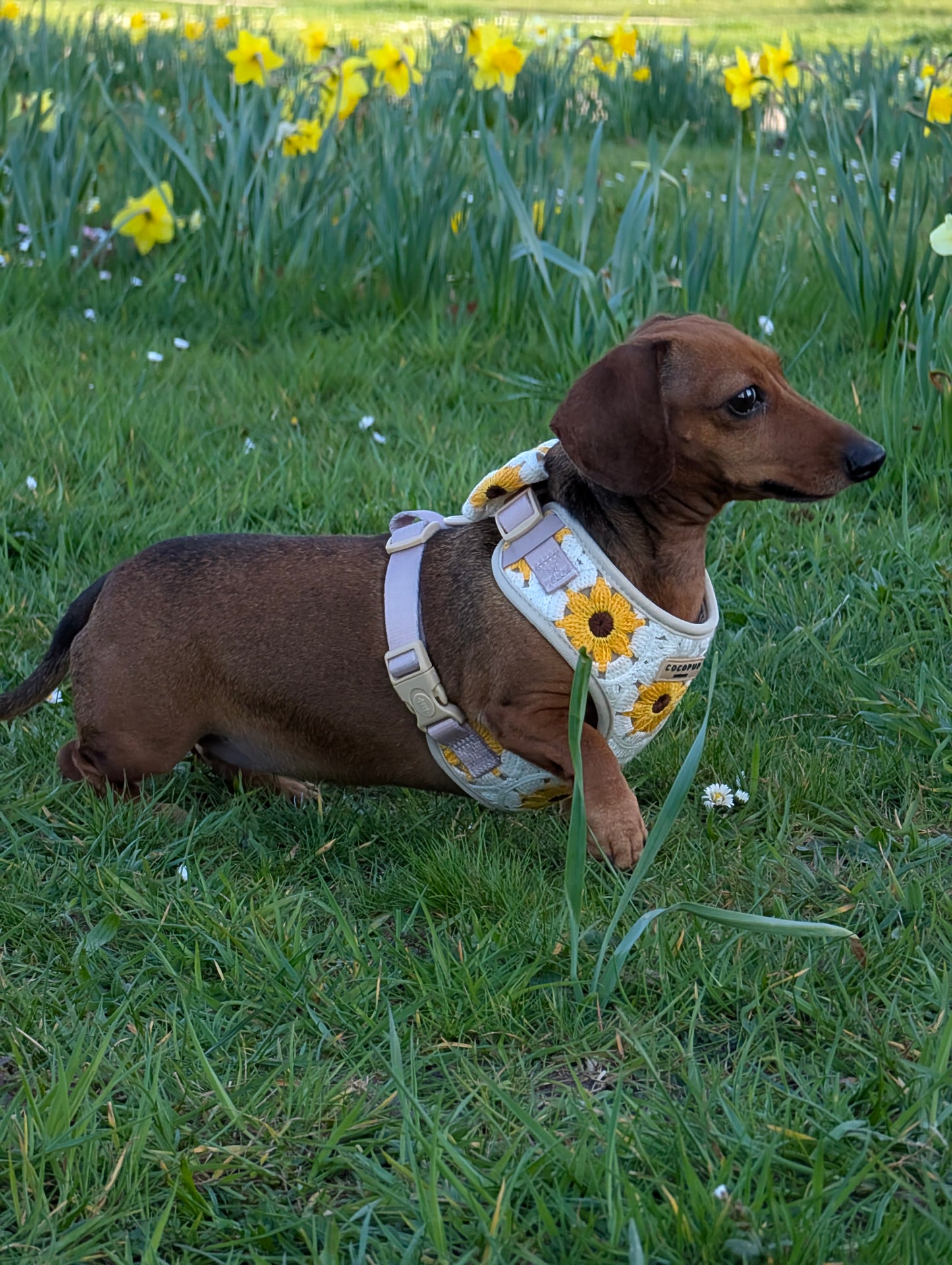 Sunflower Patch Harnas - Cocopup London